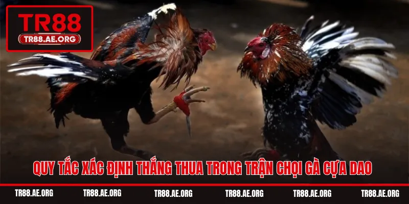Quy tắc xác định thắng thua trong trận chọi gà cựa dao